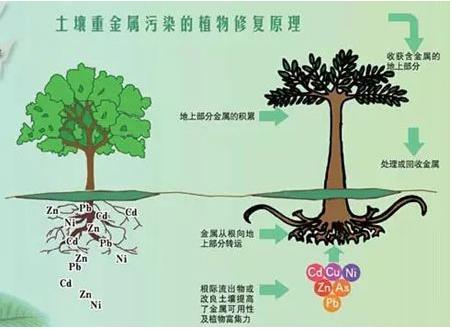 重金屬污染土壤修復